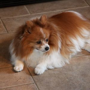 Meet your Posher, Janice